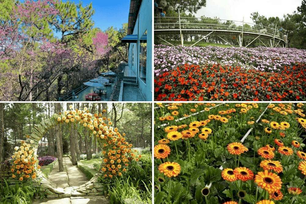 Rừng Hoa Đ&agrave; Lạt tựa như thi&ecirc;n đường rực rỡ ngập tr&agrave;n sắc hoa (Nguồn: Rừng Hoa Đ&agrave; Lạt)